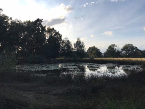 Fledermaus-Fortbildung am Heiligen Meer